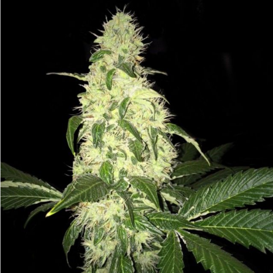 Afghaniberry Cannabis Seeds