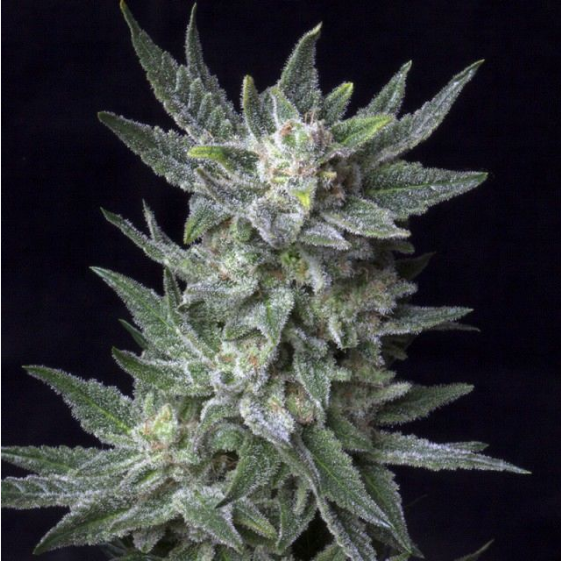 Automatic Bubble Gum Cannabis Seeds