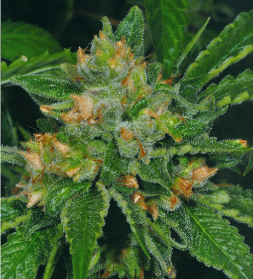 Cold Creek Kush Cannabis Seeds
