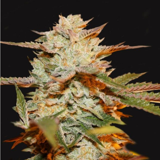 Gelato 33 x Strawbanana Cream Cannabis Seeds