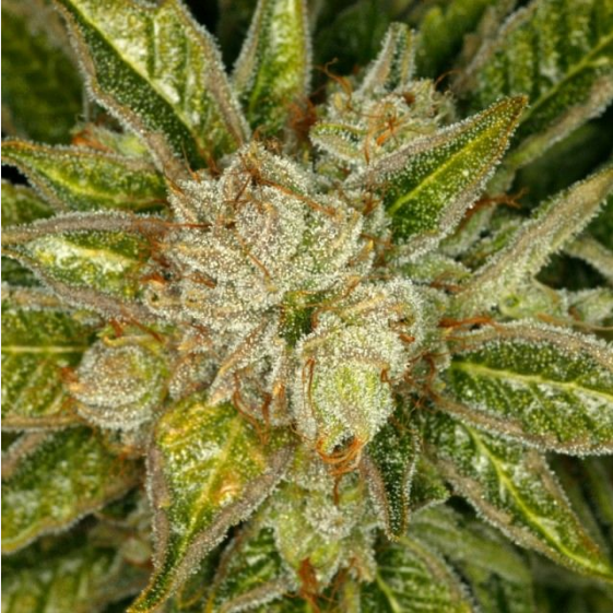 MK Ultra Kush Cannabis Seeds
