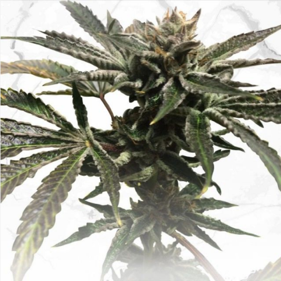 Purple Tangie x Birthday Cake Cannabis Seeds