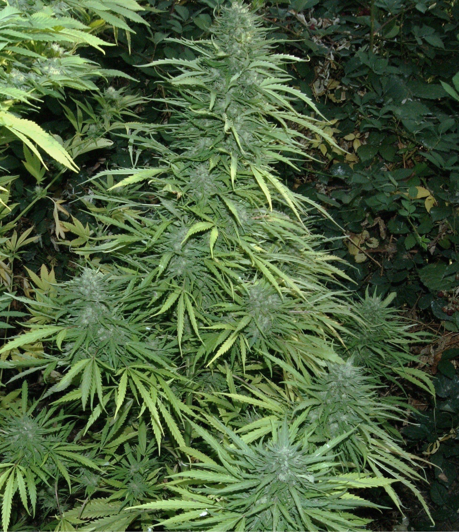 Cristal Fruity Kush Cannabis Seeds