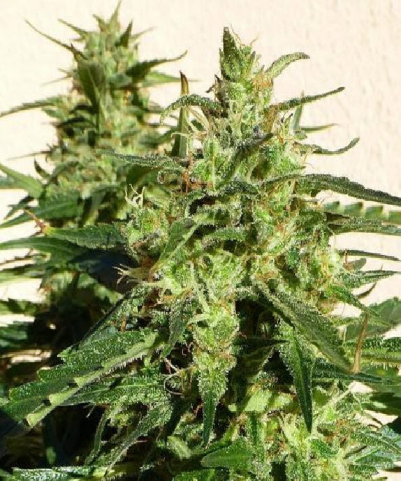 Critical Chaze SuperAuto By Stitch Cannabis Seeds