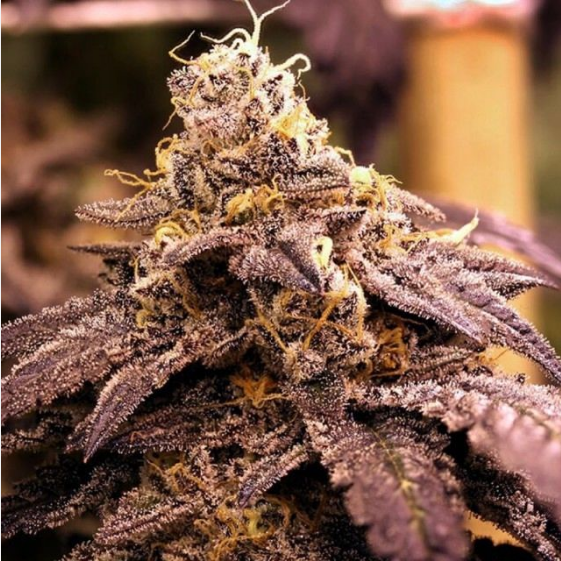 Rare Darkness  Cannabis Seeds