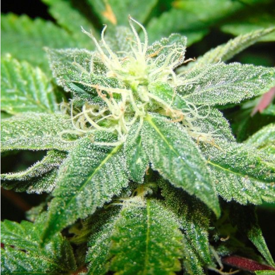 Rug Burn OG  Cannabis Seeds