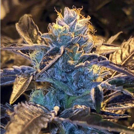 Caked Candy  Cannabis Seeds