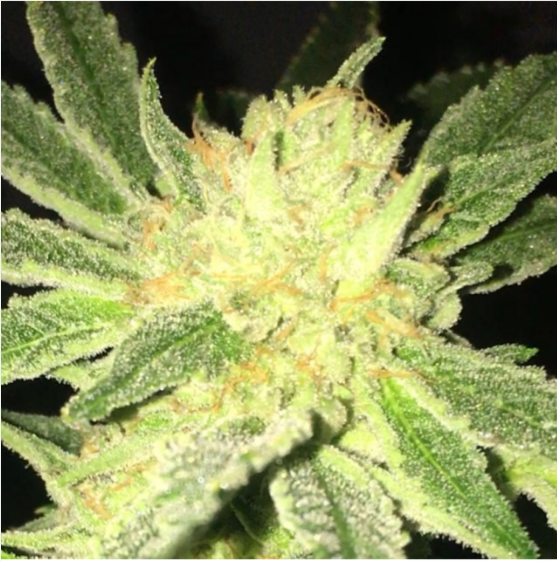 ODV-Z  Cannabis Seeds