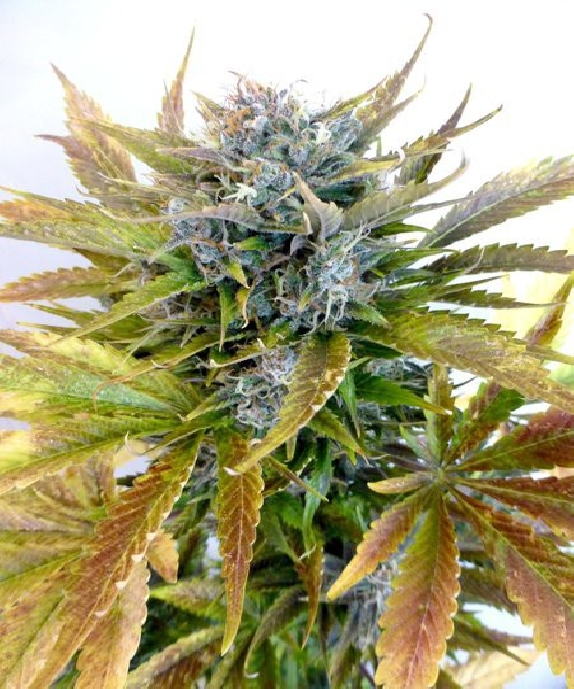 Diesel Haze Auto Cannabis Seeds