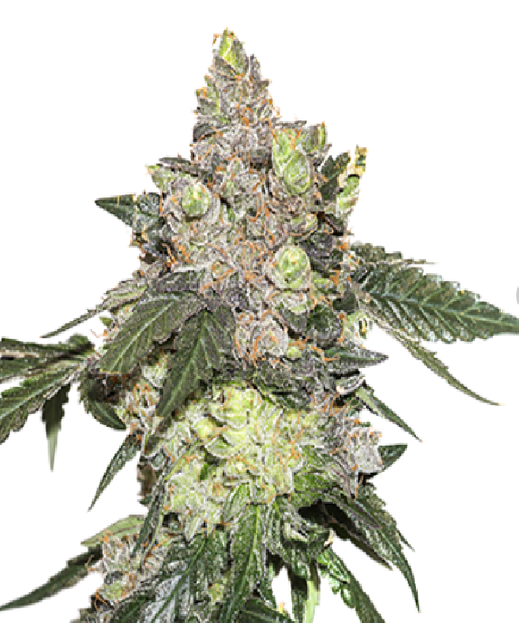 Girl Scout Cookies Cannabis Seeds