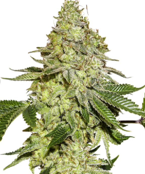 Sherbet Cannabis Seeds