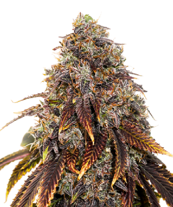 Gelato 41 Cannabis Seeds