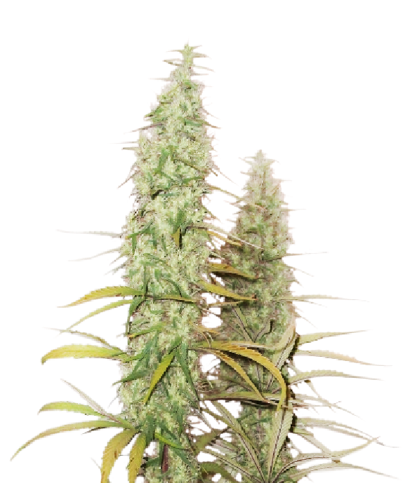 Santa Marta Haze Cannabis Seeds
