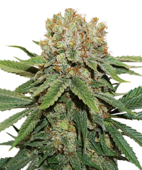 Thin Mint Crack Cannabis Seeds