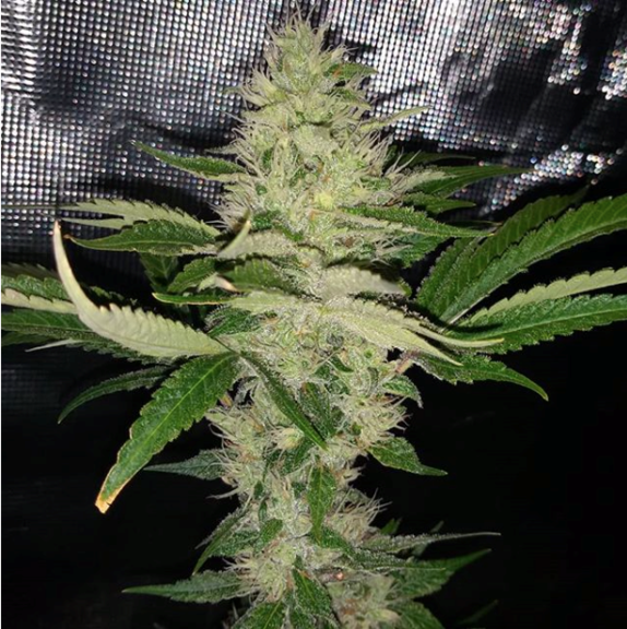 Cry Baby Cannabis Seeds