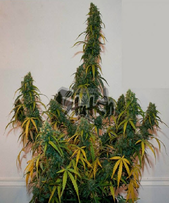 Formula One Auto Cannabis Seeds