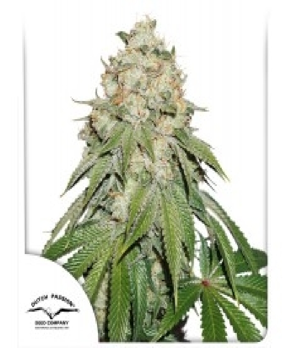 Banana Blaze Feminised Cannabis Seeds