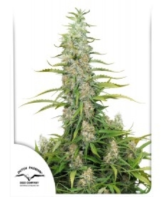 C-Vibez Cannabis Seeds