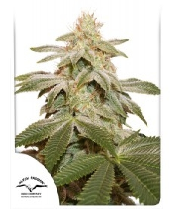 Sugar Bomb Punch  Cannabis Seeds