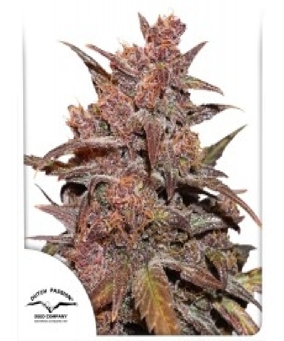 CBD Auto Blackberry Kush® Cannabis Seeds