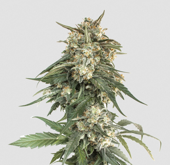 BCN Critical XXL Fast Cannabis Seeds
