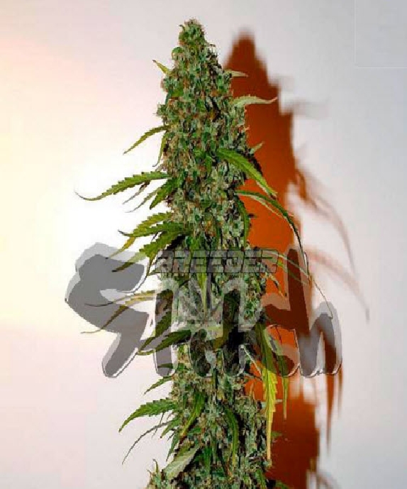 Formula One Auto Cannabis Seeds