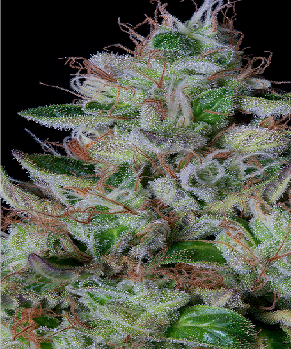 Dos-Gelato Cannabis Seeds