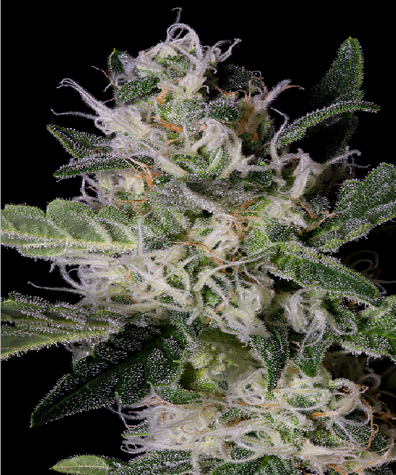 Platinum Cookies Cannabis Seeds