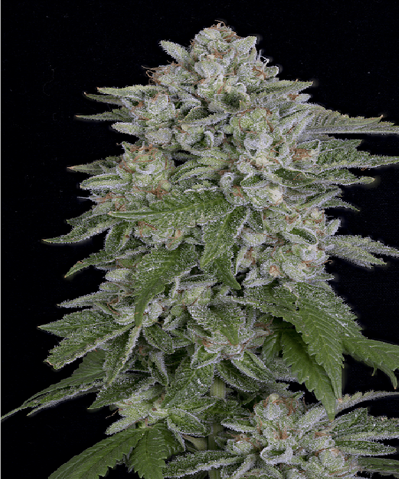 Skywalka Cookies Cannabis Seeds