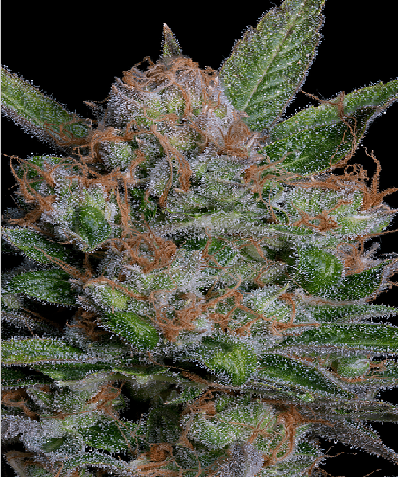 Sour Diesel Cannabis Seeds