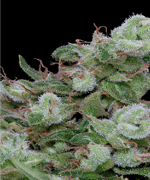 Chemdawg #4 Cannabis Seeds