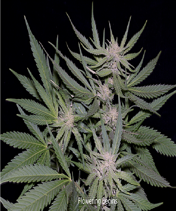 Critical Cannabis Seeds