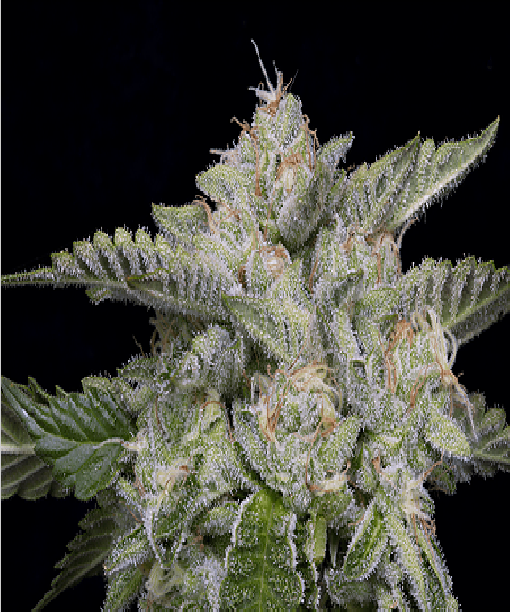 Skywalka Ghost Kush Cannabis Seeds
