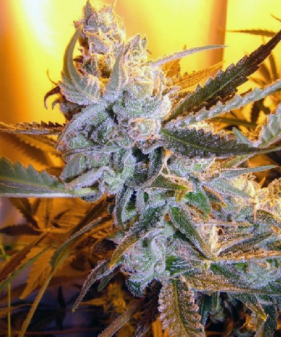 Heavens Haze Cannabis Seeds