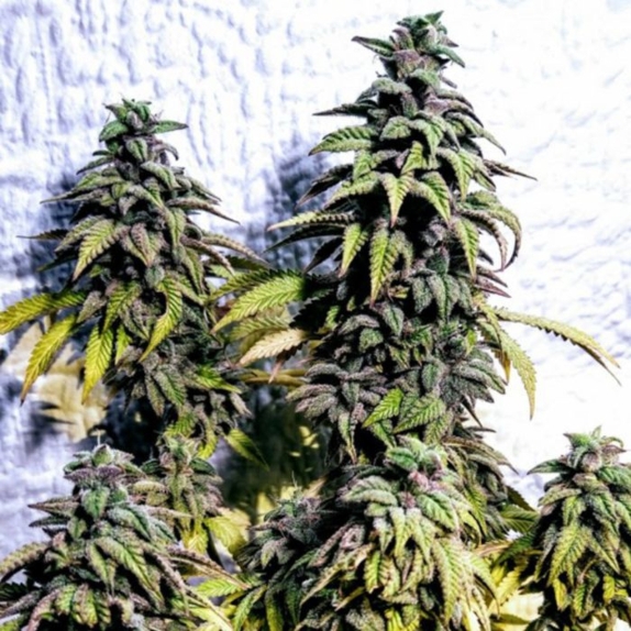 OG Upsetter Cannabis Seeds