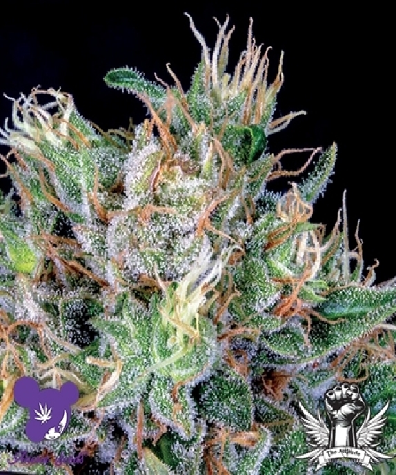 Amnesia Flash Cannabis Seeds