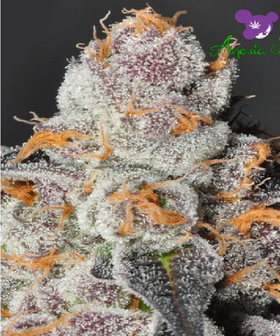 Anesia Scout Cookies Cannabis Seeds