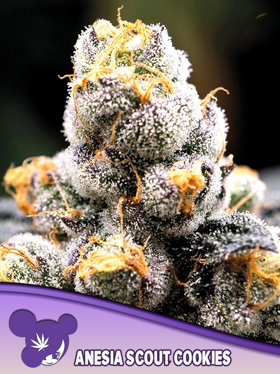 Anesia Scout Cookies Cannabis Seeds