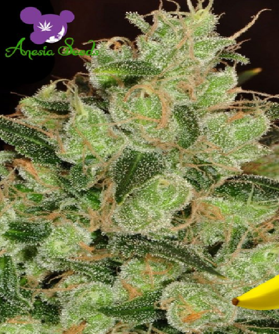 Banana Kush Cannabis Seeds