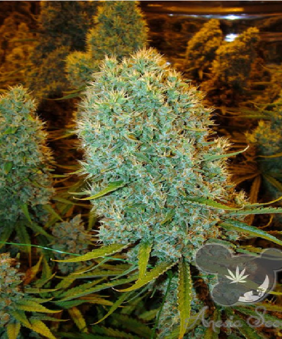 Big Bazooka Cannabis Seeds