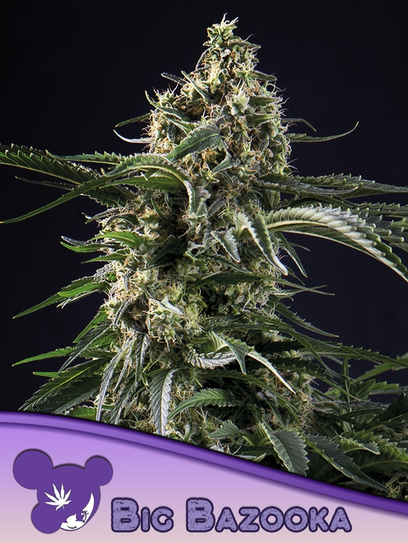 Big Bazooka Cannabis Seeds