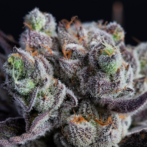 Blackberry Moonrocks (Anesia Seeds) Cannabis Seeds