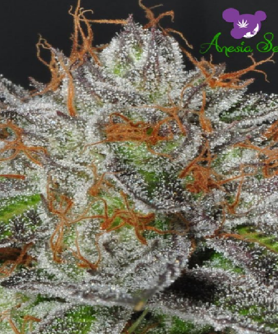 Bruce Banner #3 Cannabis Seeds