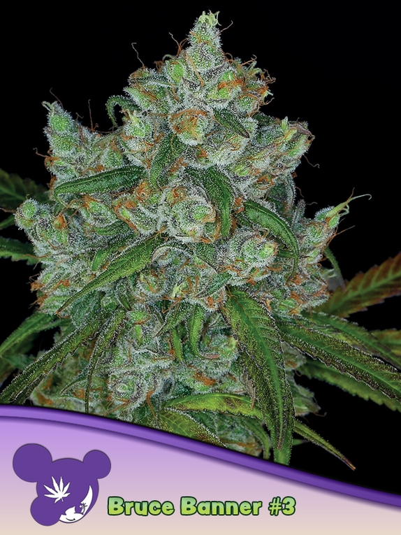 Bruce Banner 3 Cannabis Seeds