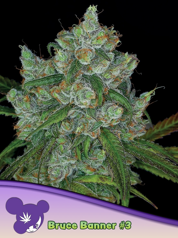 Bruce Banner #3 Cannabis Seeds