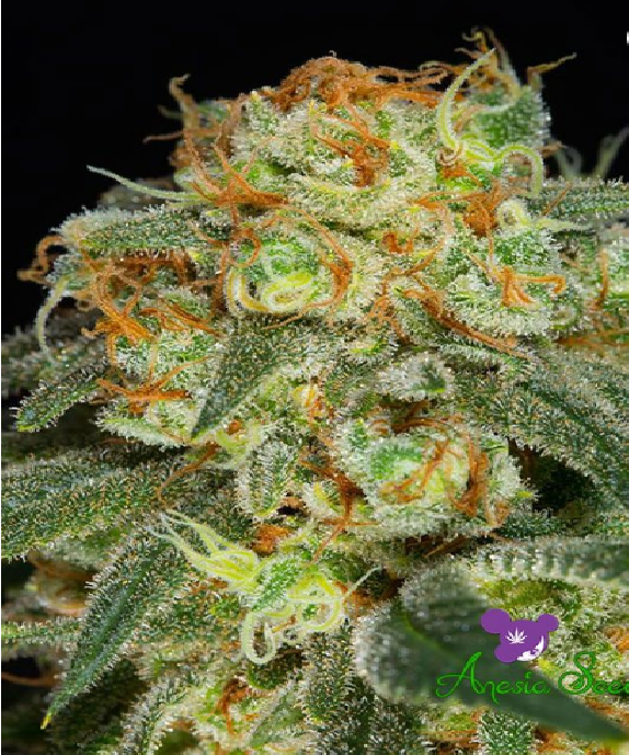 California Kush Cannabis Seeds