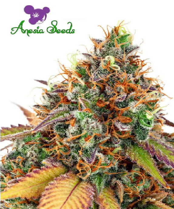 Cherry Kiss Cannabis Seeds