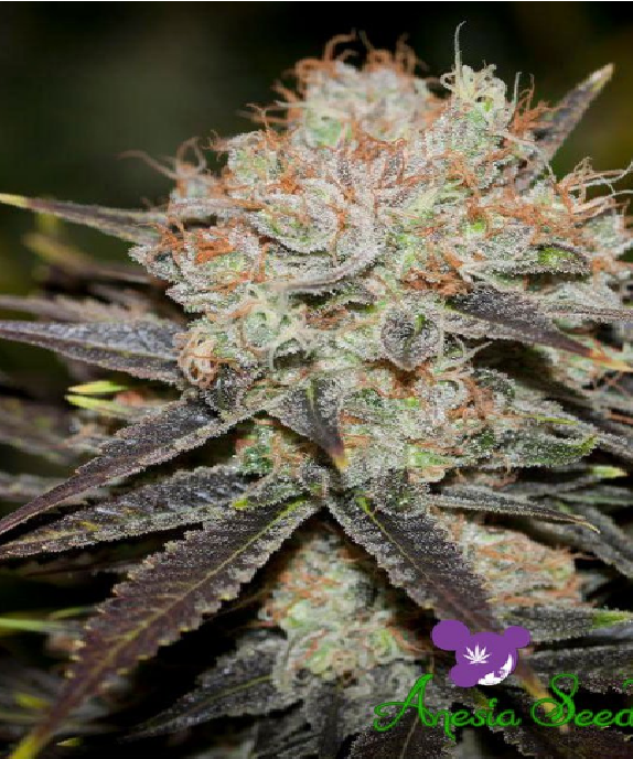 Chocolate Haze Cannabis Seeds