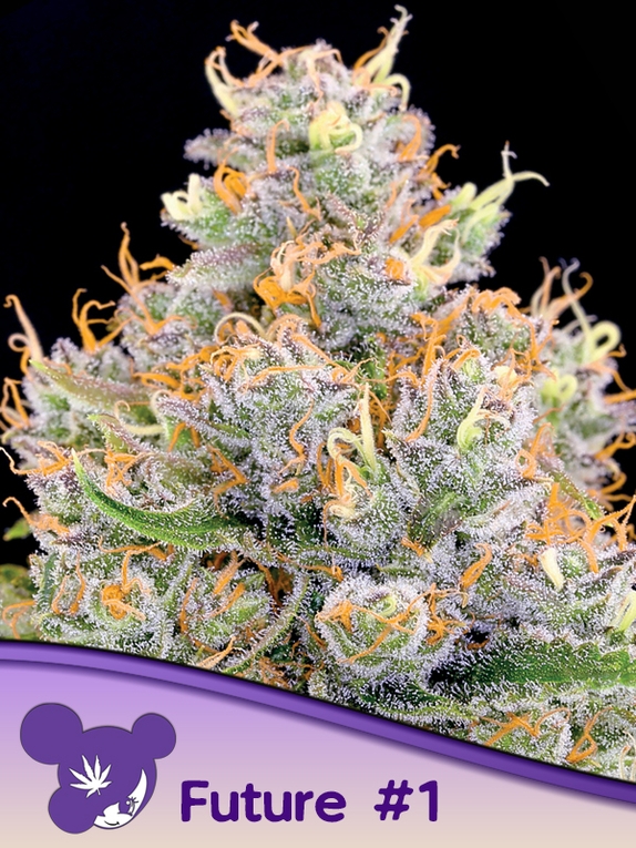 Future 1 Cannabis Seeds