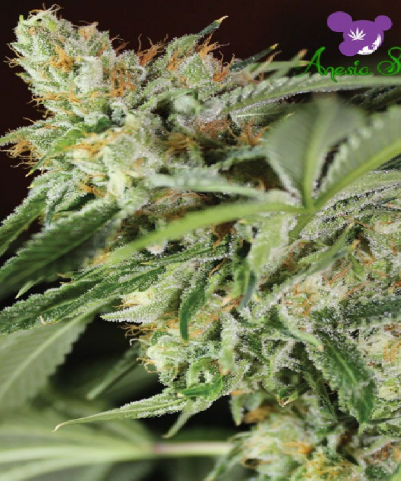 Ghost Train Haze #1 Cannabis Seeds